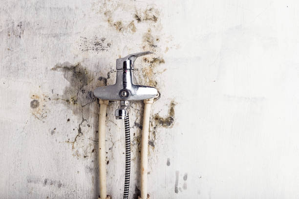 Best Health and Safety Mold Remediation in Altoona, WI