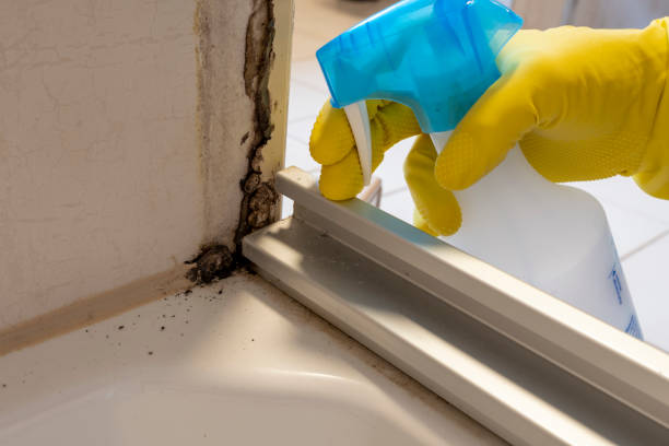 Best Industrial Mold Remediation in Altoona, WI