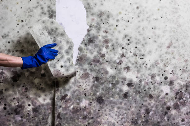 Best Attic Mold Remediation in Altoona, WI